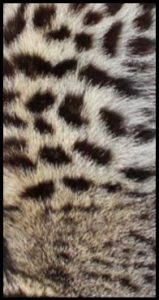 African civet fur