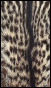 civet fur