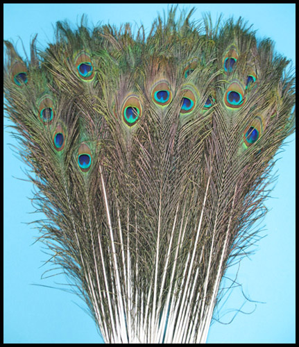 Peacock feathers - Courtesy of lamplight feathers