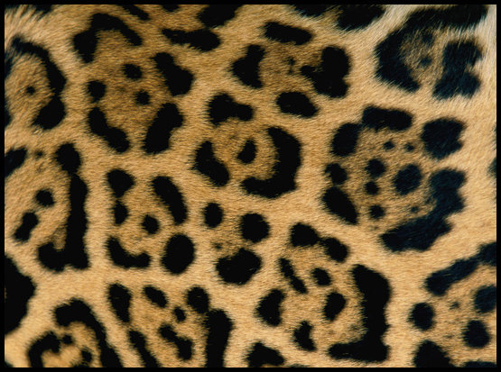 Jaguar fur - Courtesy of in-like-flynn