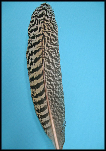 Mottled peacock feather - Courtesy of lamplight feathers