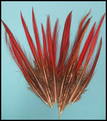 Golden pheasant red tip feathers - Courtesy of lamplight feathers