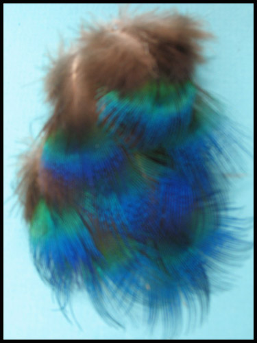 Iridescent peacock plummage - Courtesy of lamplight feathers