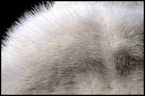 Silver mink fur - Courtesy of daisyfairbanks