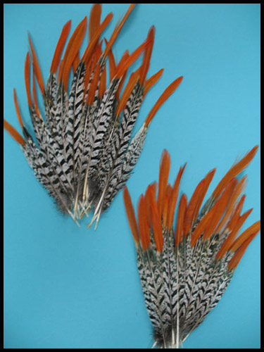 Lady Amherst pheasant orange tip tail feathers - Courtesy of lamplight feathers