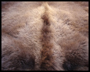 Buffalo fur - Courtesy of pinky-a-gogo