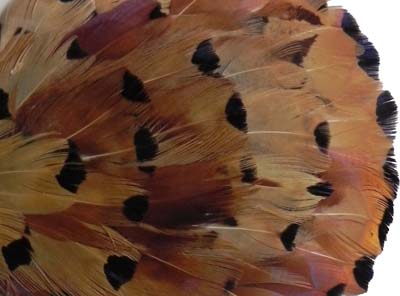 Pheasant feathers - Courtesy of pinky-a-gogo