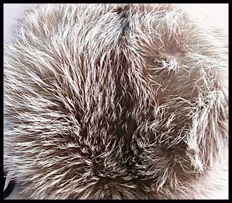 Raccoon fur - Courtesy of dorotheasclosetvintage.com