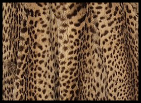 Geoffroy's Cat fur - Courtesy of in-like-flynn