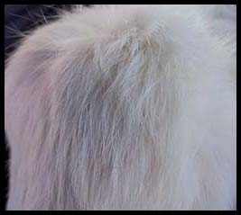 White rabbit fur - Courtesy of dorotheasclosetvintage.com