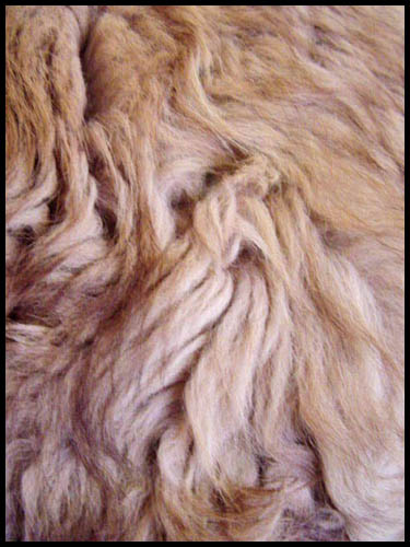 Goat fur - Courtesy of daisyfairbanks