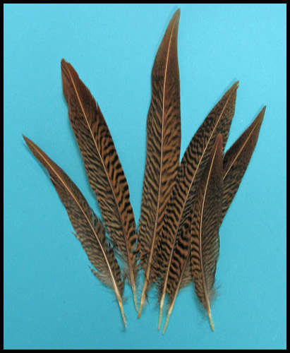 Golden pheasant short tail feathers - Courtesy of lamplight feathers