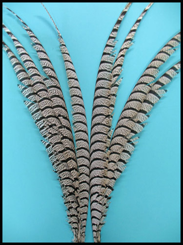 Lady Amherst pheasant center tail feathers - Courtesy of lamplight feathers