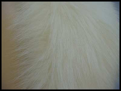 White fox fur - Courtesy of novafashions