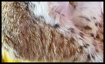 Lynx fur - Courtesy of dorotheasclosetvintage.com