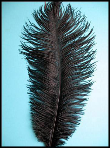 Extra long ostrich feather - Courtesy of lamplightfeathers