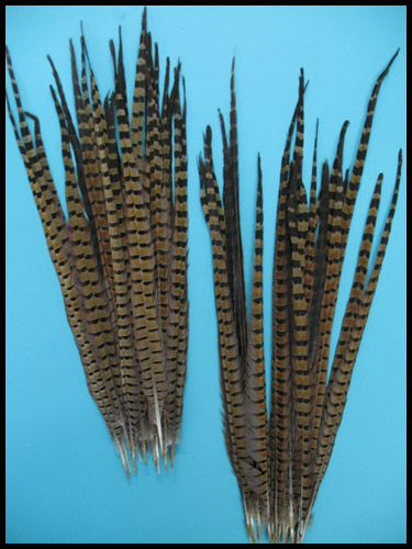 Ringneck pheasant tail feathers - Courtesy of lamplight feathers