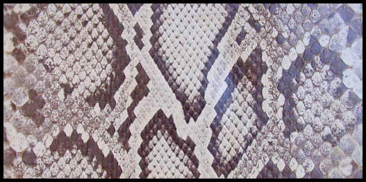 Python snake skin - Courtesy of daisyfairbanks