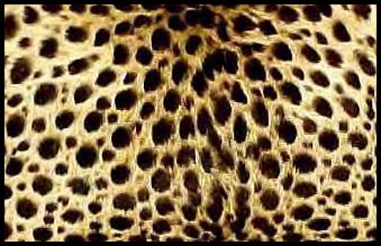 Cheetah Fur - Courtesy of in-like-flynn  