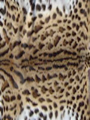 Lipi Cat fur - Courtesy of furwise.com