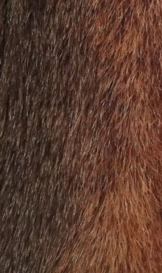Nutria fur - Courtesy of midge