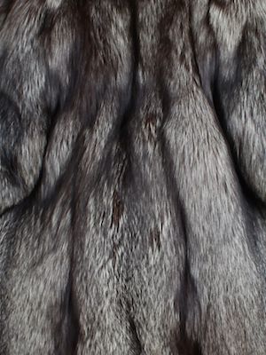 Silver fox fur - Courtesy of furwise.com